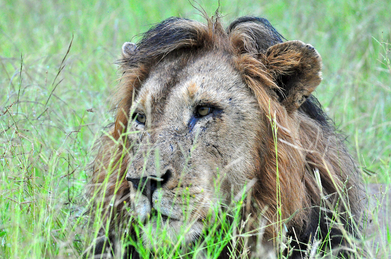 Melanie Heinrich - travel images - Lion Sands Private Game Reserve